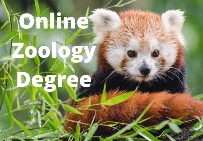 Online Zoology Degree