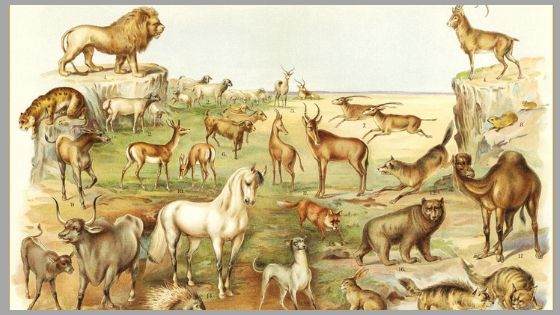 Clean and Unclean List of Animals Mentioned in the Bible » Jesusful