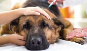 Powerful Prayer for Dogs Healing